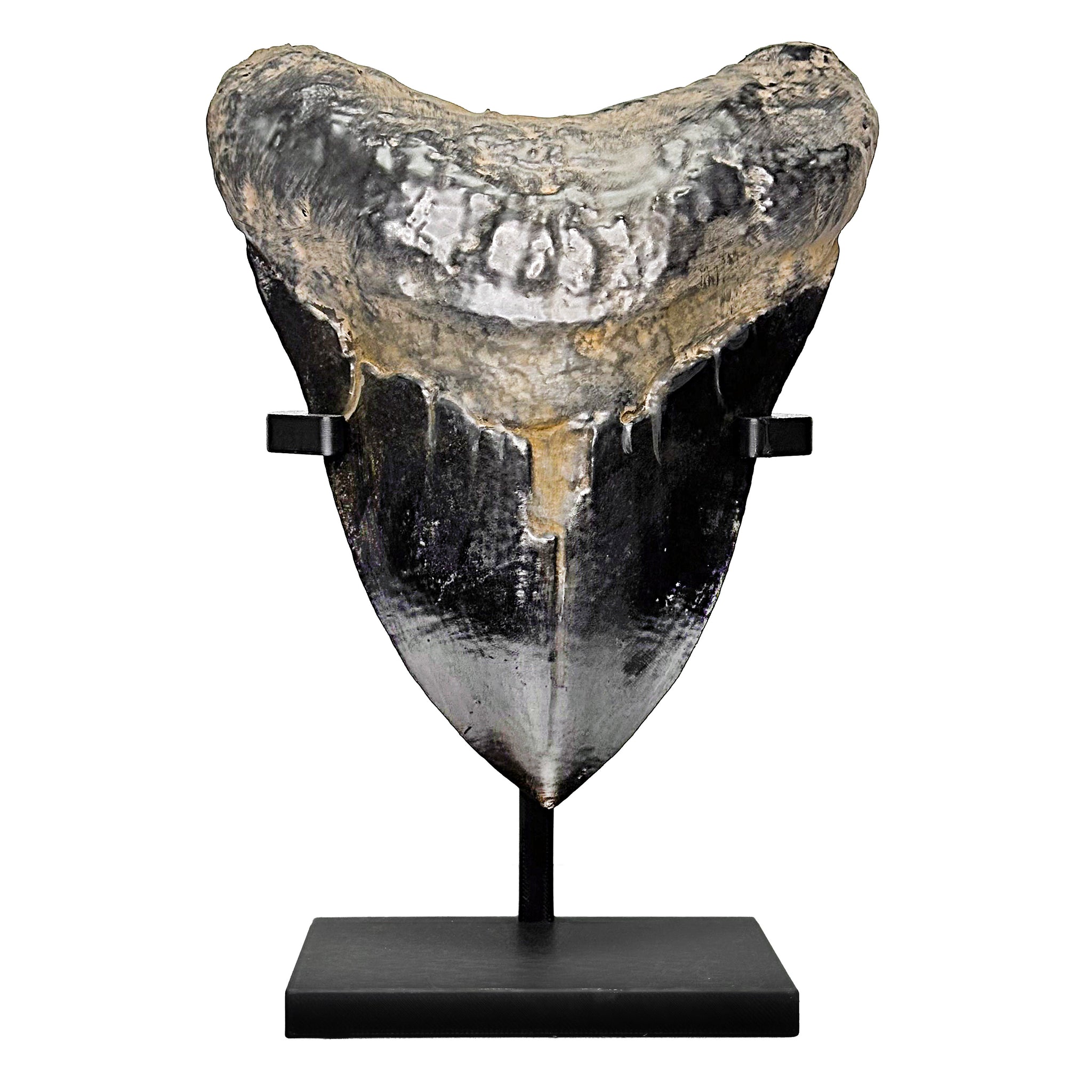 7" Megalodon Shark Tooth