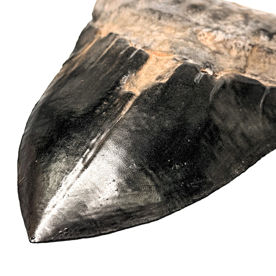 7" Megalodon Shark Tooth